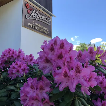 Alpenrose Шамони