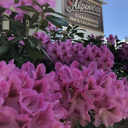 Хостел Alpenrose