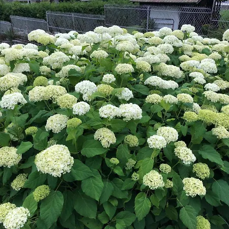 Alpenrose Шамони