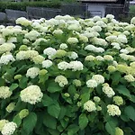 Alpenrose שאמוני