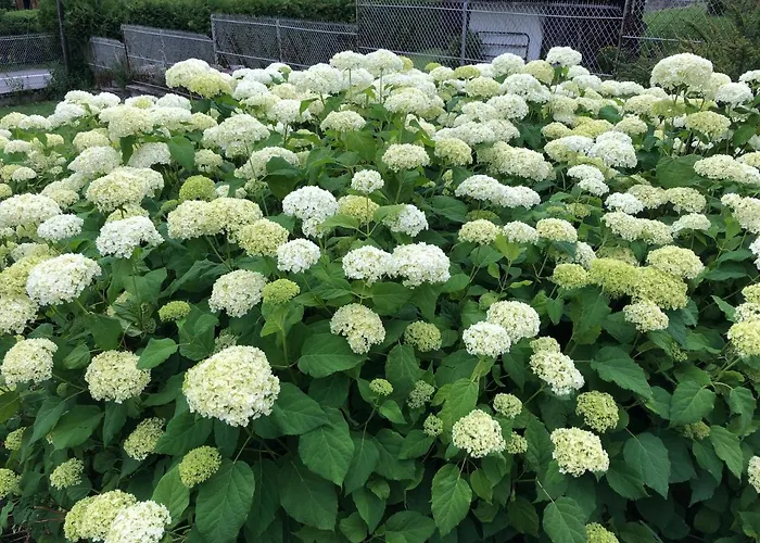 Alpenrose Шамони