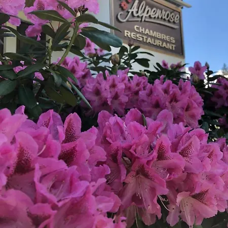 بيت شباب Alpenrose